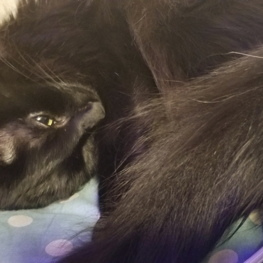 Not For Sale, my cat.